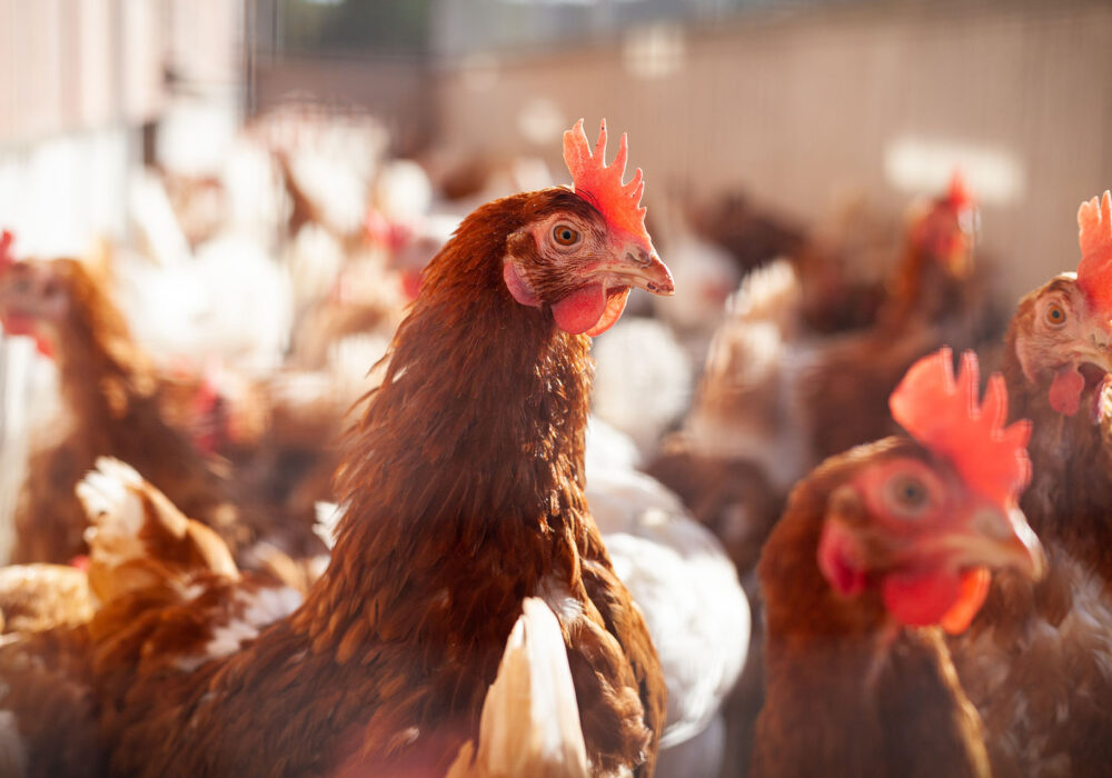 Poulettes-pondeuses