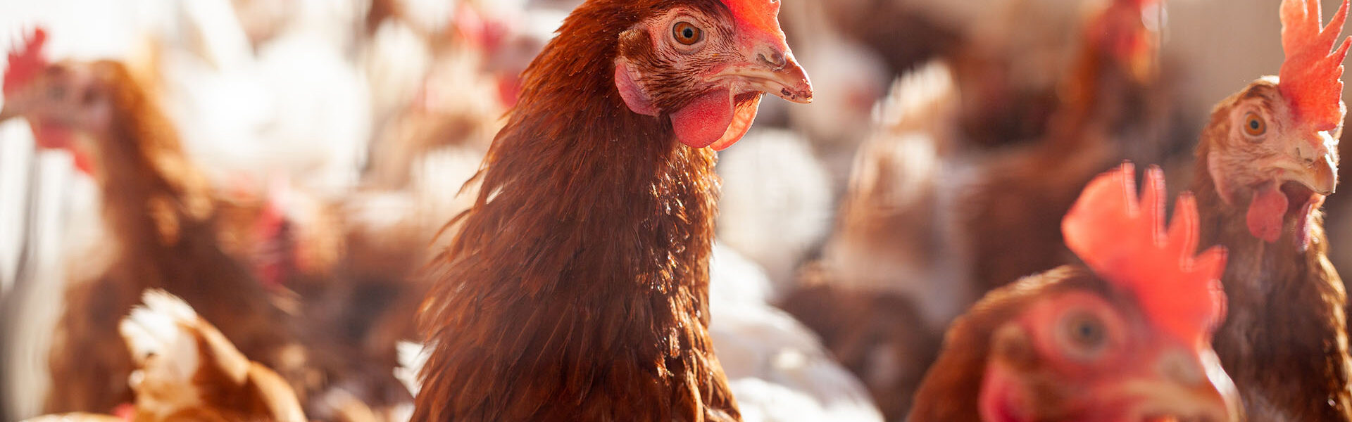 Poulettes-pondeuses