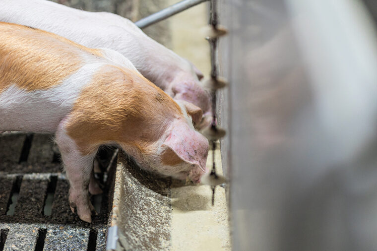 Nourrir les animaux